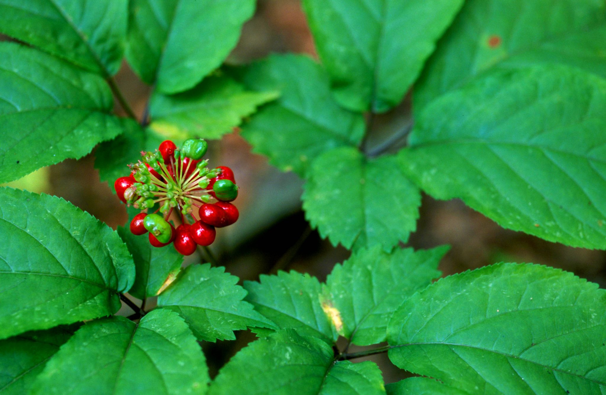 Federal prosecutors said East Tennessee ginseng dealer skirted state