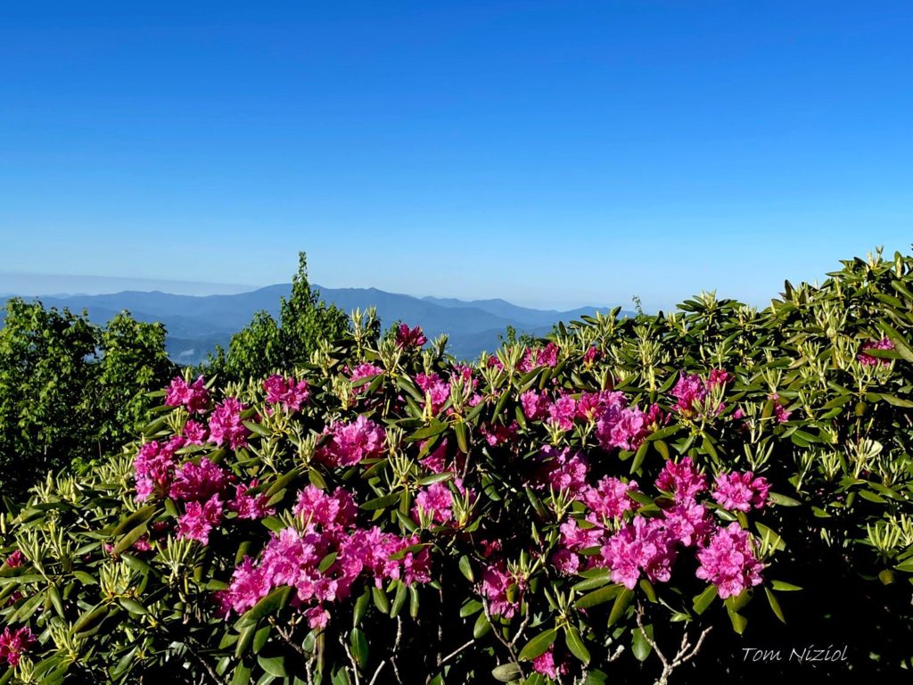 Roan Mountain 75th Annual Rhododendron Festival happening June 1819