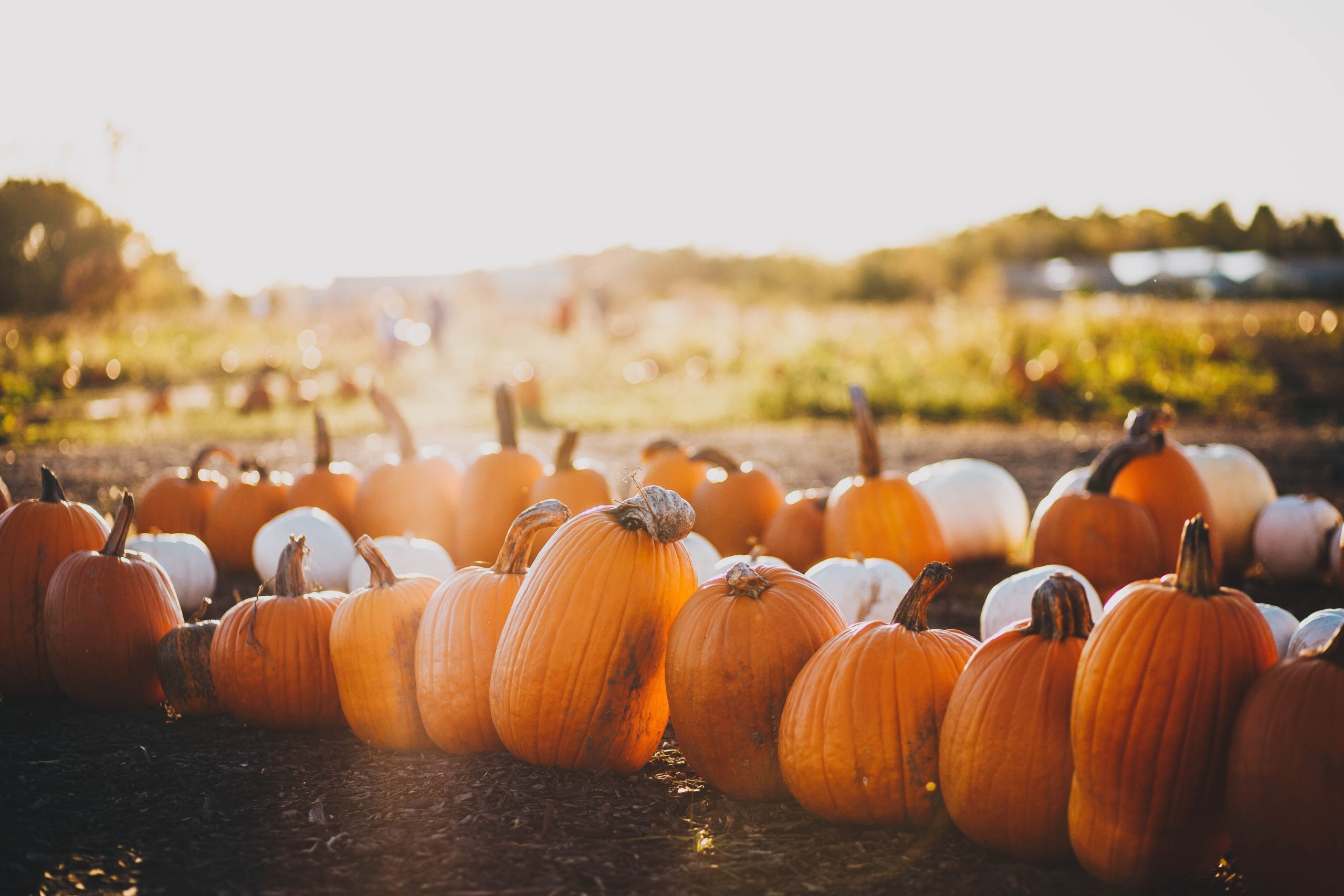 8 ginormous pumpkins arrive at Dollywood for Harvest Festival from Tazewell  County, VA family farm